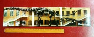 Dinosaur Postcard Fernbank Museum Of Natural History Argentinosaurus 18x4