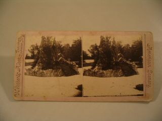 Rockery Spanish Fort Orleans Louisiana Webster Albee Stereoview Photo Cdii