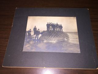 Cabinet Card Photo Of Men Standing On Top Of A Dead Whale Carcass In Ocean