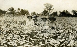 At404 Vintage Photo Edwardian Women In Field Of Daisies Flowers C Early 1900 