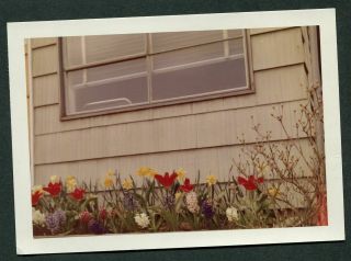 Vintage Color Photo Red Tulip Flowers Daffodils In Bulb Garden 984038