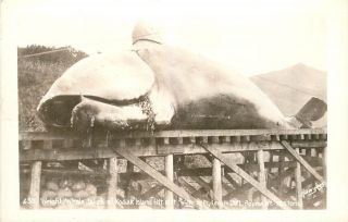 Rppc Postcard Wright Whale Taken Kodiak Island Ak 65 Ft Long 250 Tons,  Sawyers