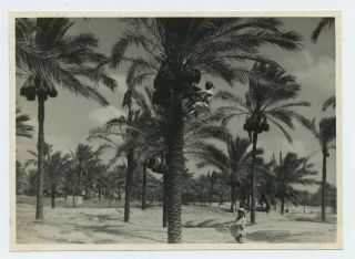 Egypt 1937 Young Boys Collecting Dates Vintage Photograph C2