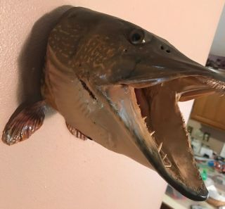 VINTAGE NORTHERN PIKE HEAD MOUNT TAXIDERMY MUSKY FISH REAL SKIN 2