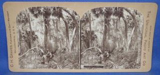 Florida Man On A Palm In The Swamp " A Florida Hammock " C.  H.  Graves Stereoview
