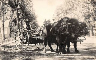 Rppc Photo Postcard Bison Cart Buffalo Wagon Cowboy Frontier Days Cheyenne Wyo