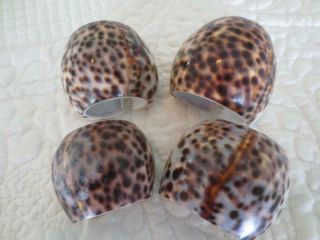 4 Natural Tiger Cowrie Sea Shell Napkin Rings