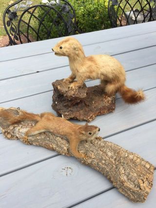Vintage Weasel And Squirl Taxidermy Mount