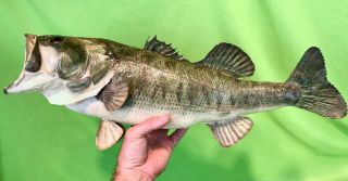 Vintage 24 " Big Large Mouth Bass Fish Full Body Mount Taxidermy - Cabin Decor