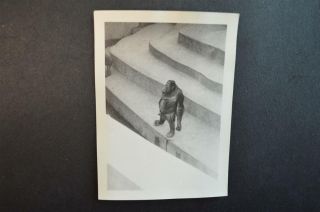 Vintage Photo Monkey On Steps At Zoo 918060