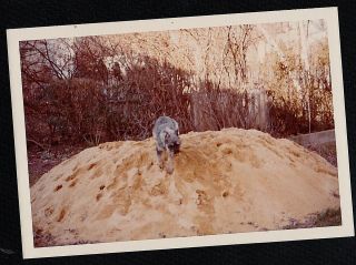 Vintage Photograph Cute Little Puppy Dog Climbing On Mound Of Sand / Snow