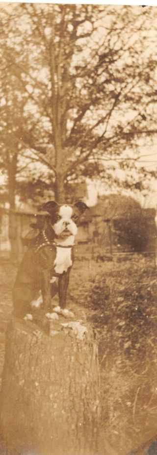 Vintage 1910s Snapshot Black White Photo Boston Terrier Dog Leather Harness Tree