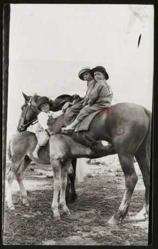 Cutest Photo Postcard,  Rppc,  Boys,  Mare,  Little Girl On Colt While Nursing Mare,  1910