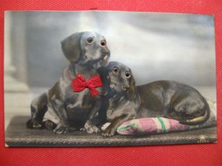 Vintage German Glass Eyes Dachshund Dogs Real Photo Postcard
