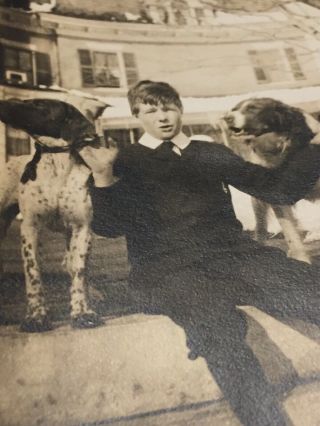 Old Black - And - White Photograph Boy With Three Dogs English Setters?