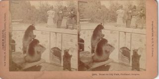Bears In City Park Portland Oregon Stereoview Card - B.  W.  Kilburn