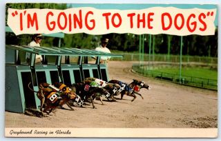 Postcard Fl 1969 Greyhound Racing I 