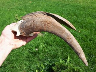 Real Vintage Goat Horns Taxidermy