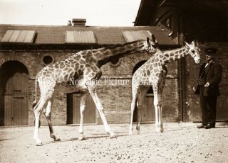 Gn 650 Photograph London Zoo.  Giraffe With Keeper C 1927