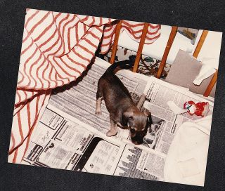 Vintage Photograph Adorable Puppy Dog Standing On Newspaper On Floor