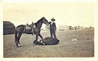 Rppc Postcard Real Cowboy W/ten Gallon Hat & Horse W/roped Bull Calf In Dakotas