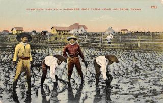 Houston,  Tx Japanese Men At Work Planting Rice On A Farm C 1907 - 14