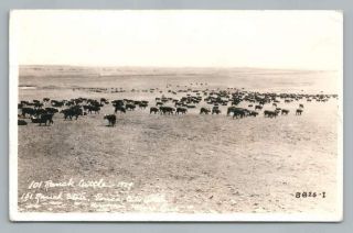 101 Ranch Cattle Ponca City Oklahoma Rppc Vintage Photo Postcard 1940s