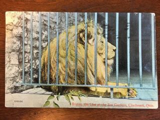 1916 Brutus,  The Lion At The Zoo Gardens,  Cincinnati,  Ohio,  Oh C6