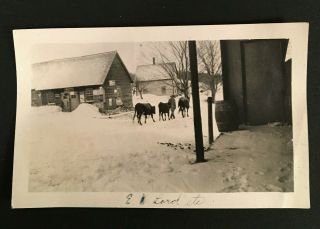 Vintage Photo Man Walking His 2 Cows & Horse On Snowy Dirt Road In Town 3285