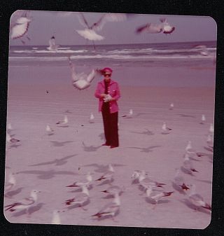 Vintage Photograph Woman Feeding Pigeons / Birds On The Beach
