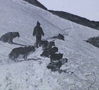 Eskimo Dog Team On Trail,  Hopedale,  Labrador,  Glass Magic Lantern Photo Slide