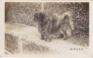 Unusual Old Photo Pet Dog Animal Pekingese Bridlington Snaps Yorkshire Sb1