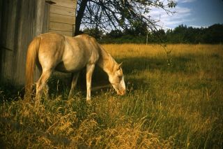 Photo Stock Vintage No Royalties Horse Eating In Field White Salem Wa 1956 Art