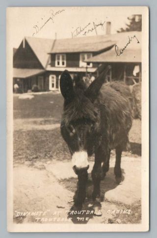 " Dynamite Donkey " Troutdale Me Cabins Rppc Milford Baker Photo Antique Maine 