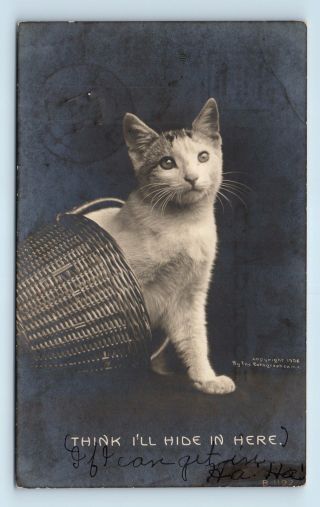 Pre 1908 Rppc - Cute Cat Portrait - Hiding With Basket - Postcard - O2