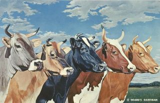 Cows Hoards Dairyman Postcard Vintage Five Queens Brown Swiss Jersey Holstein