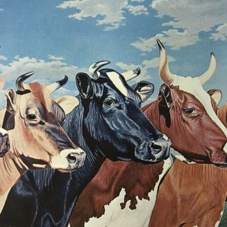 Cows Hoards Dairyman Postcard Vintage Five Queens Brown Swiss Jersey Holstein 3