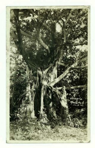 1921 Rppc Jungle Monarch Philippines W/ Wwi Naval Destroyer Uss Broome Postmark
