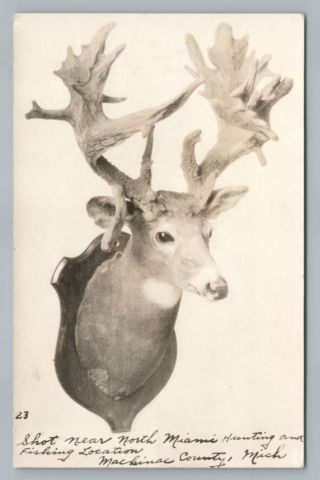 Buck Dear Head Antique Taxidermy Mackinac County Michigan Rppc Hunting Photo 30s