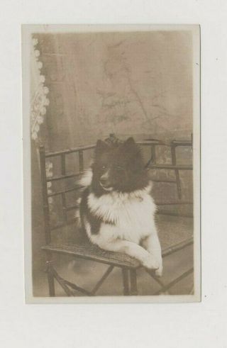 Vintage Photo Pet Dog Animal Border Collie 1910s Fd298