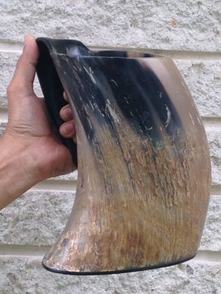 Ox Horn 36 Oz Handcrafted Extra Large Viking Horn Tankard 8 "