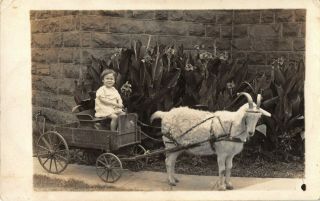 Rppc Postcard Young Boy Toddler In A Goat Wagon Cart Flowers Garden