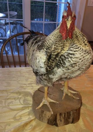 Rooster Chicken Poultry Bird Vintage Mounted Spotted Feathers Taxidermy Piece