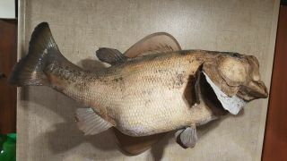 Vintage Largemouth Bass Taxidermy Skin Fish Mount 24” Creepy Man Cave