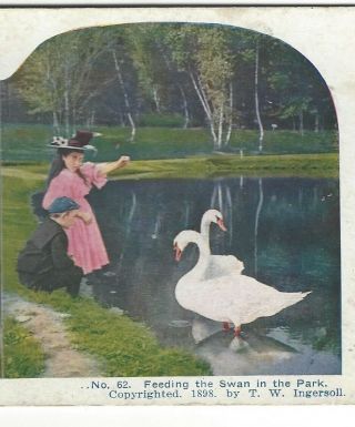 Feeding The Swans In The Park,  1898 T.  W.  Ingersoll Stereoview Card