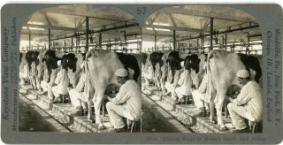 Jersey Plainsboro Milking Dairy Cows By Hand Stereoview 16749 Ve57b
