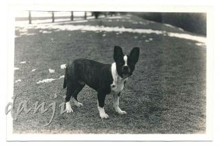 Boston Terrier Dog Standing Outside Staring At The Camera Cute Old Closeup Photo