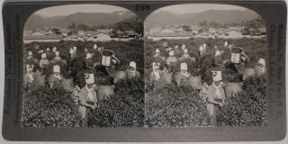 Keystone Stereoview Of Girls Picking Tea At Uji,  Japan From The 1920’s 400 Set