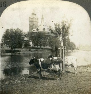 England Stratford On Avon Shakespeare Theater & Cows Stereoview 3010 Ve356 17018