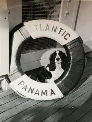 4 Vtg Photo Snapshots Ship Ocean Liner Ss Atlantic & Cocker Spaniel 1950s
